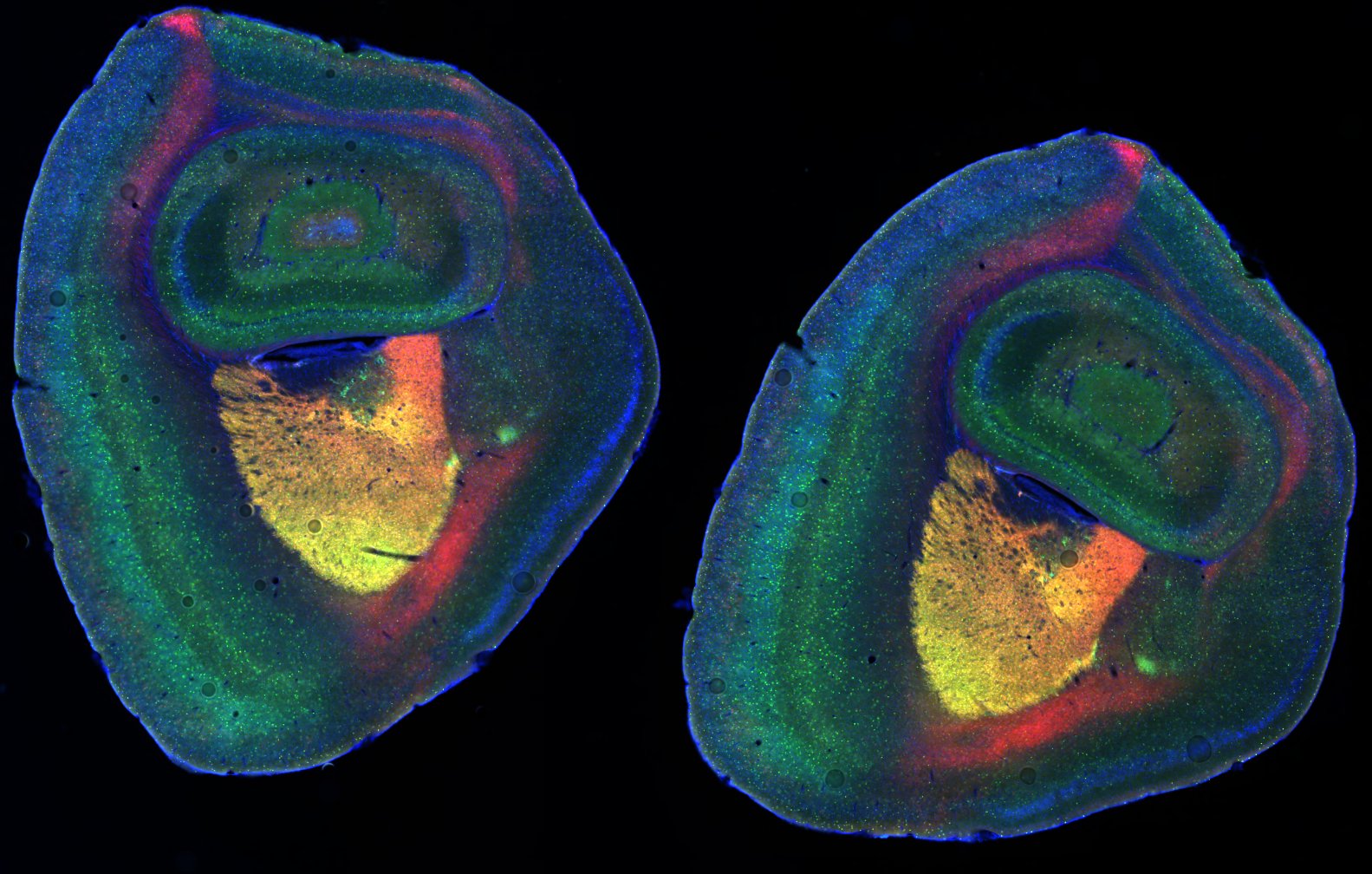 Mouse Brain Fl