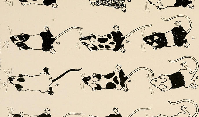 Mice Pic