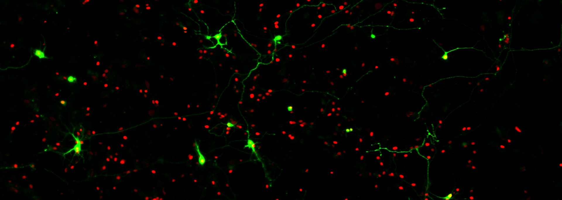 Neurons2